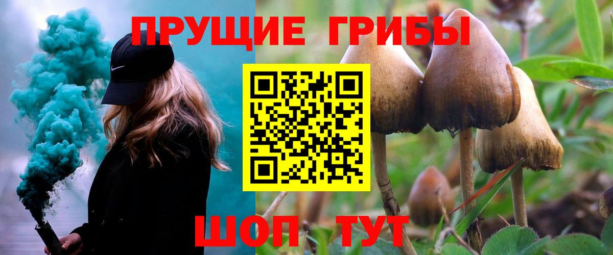 Псилоцибиновые грибы Psilocybe Свободный
